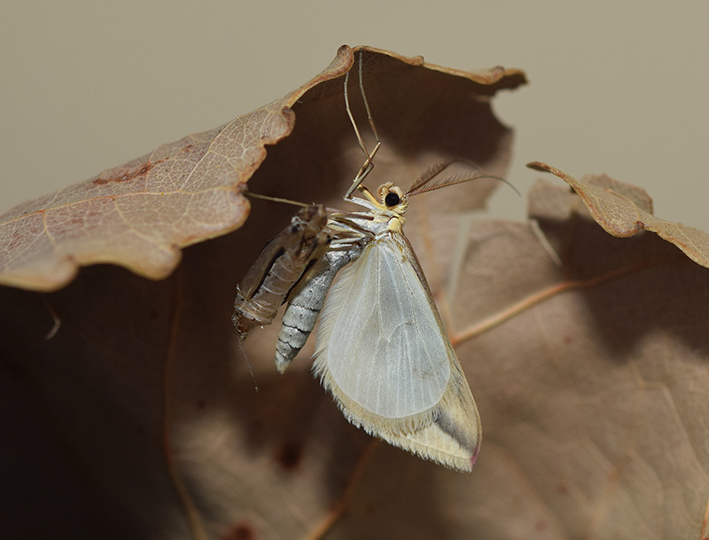 Una falena molto comune: Rhodometra sacraria, Geometridae